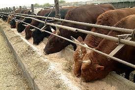 Russia - livestock farms available REF : RU12